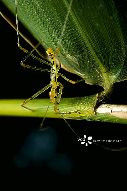 竹节虫图片素材