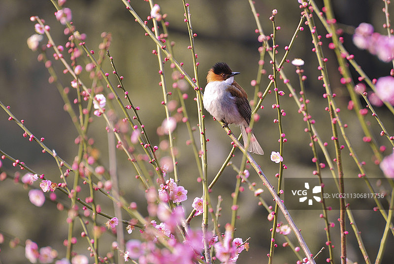 鸟 栗背短脚鹎图片素材