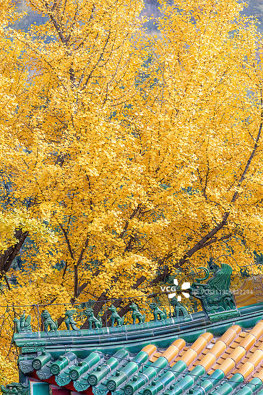 北京香山寺，银杏黄了，屋檐脊兽图片素材