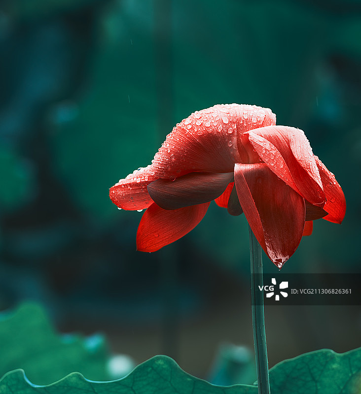 湖北武汉东湖磨山荷花荷花叶图片素材