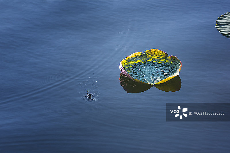 湖北武汉东湖磨山荷花荷花叶图片素材