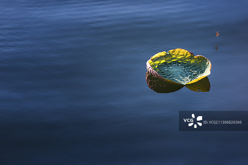 湖北武汉东湖磨山荷花荷花叶图片素材