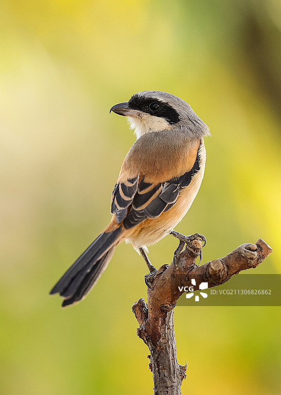 棕背伯劳图片素材