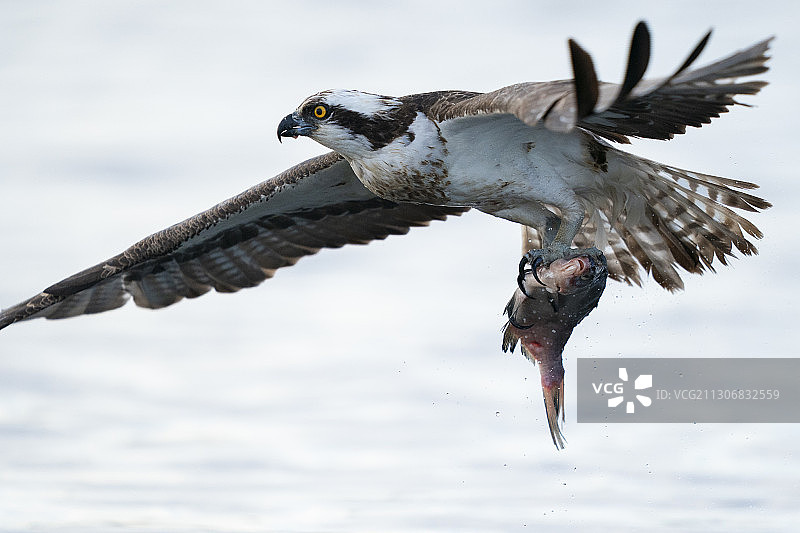 鱼鹰捕食鳊鱼（瑞典，梅拉伦湖）图片素材