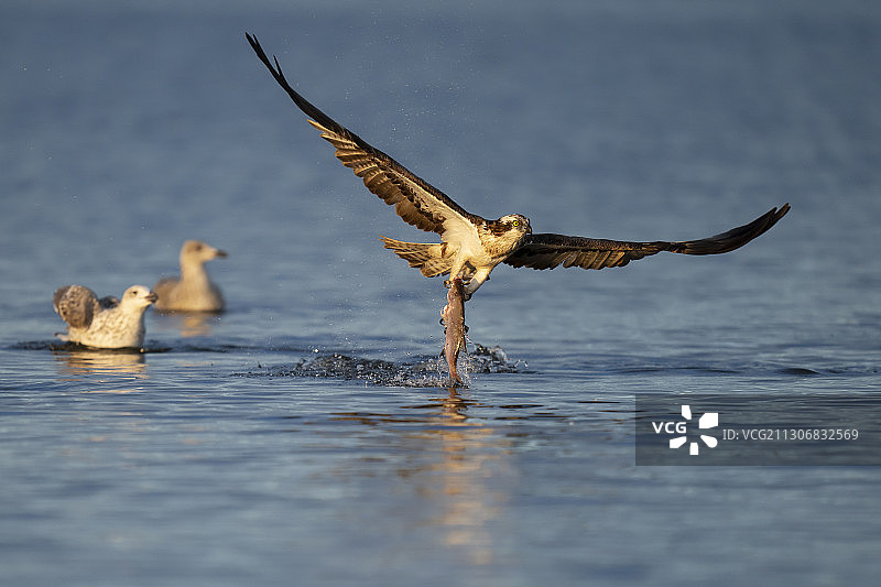 鱼鹰捕食鳊鱼（瑞典，梅拉伦湖）图片素材