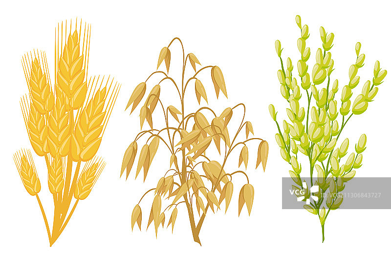 谷物图标：谷物、植物、小麦和黑麦穗图片素材