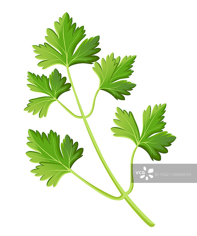 白色背景上的独立逼真欧芹设计图片素材