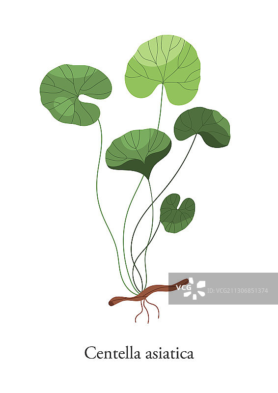 积雪草扁平设计图片素材