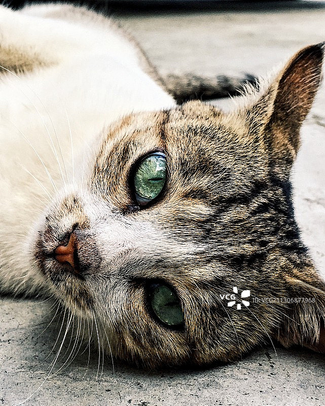 喵喵喵图片素材