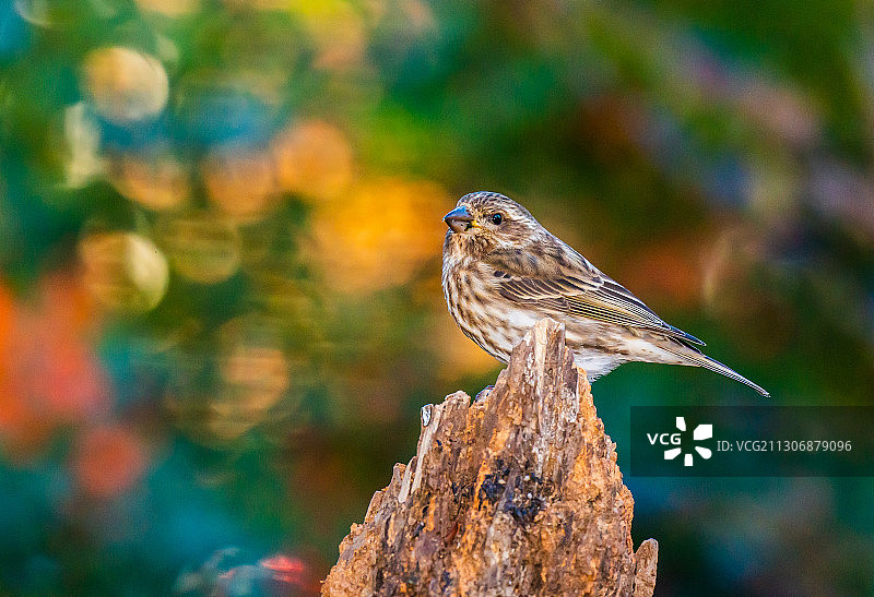 紫红雀图片素材