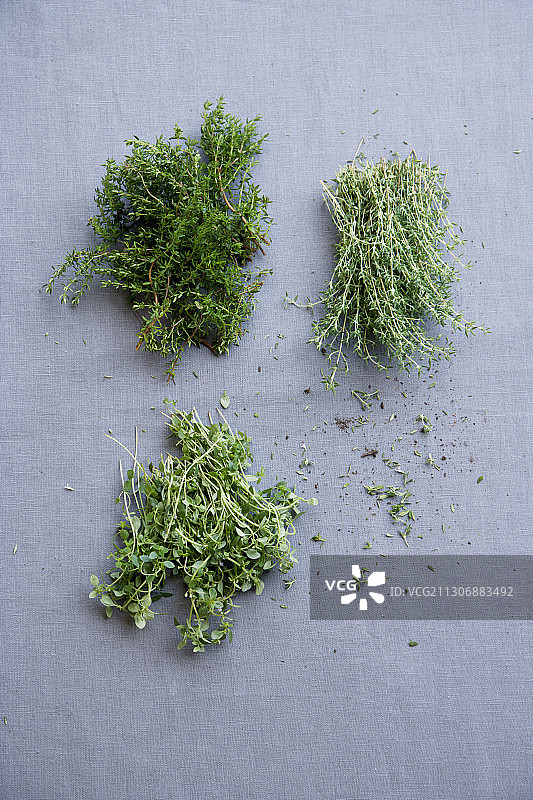 百里香、橙色百里香和柠檬百里香图片素材