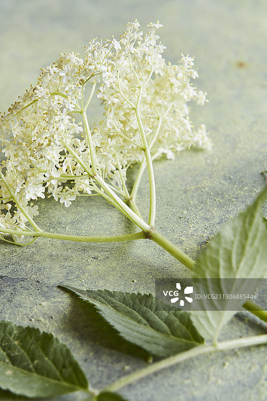 接骨木花图片素材