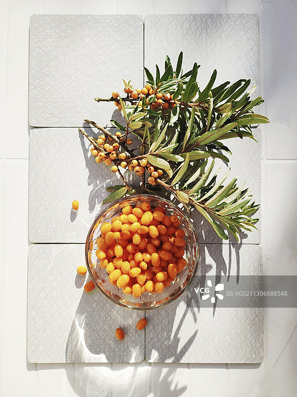 沙棘果和树枝图片素材