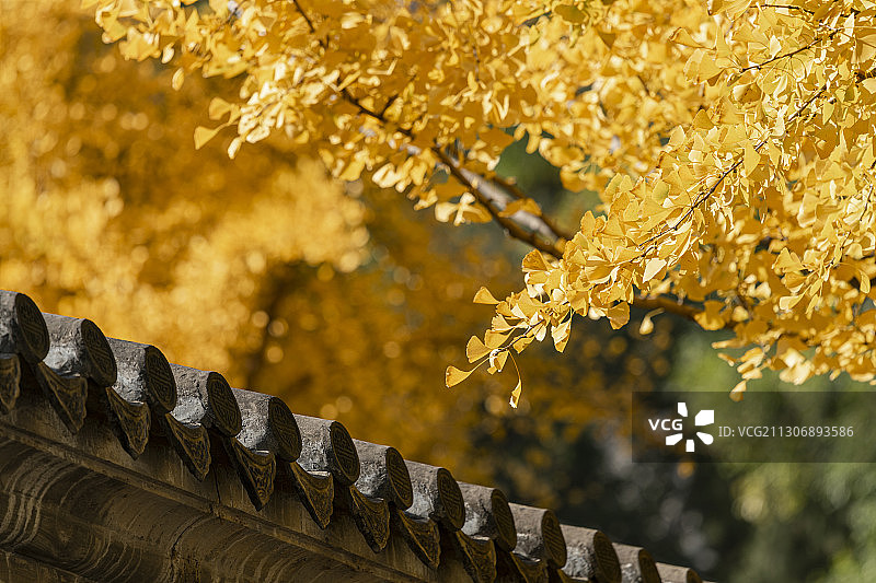 秋季北京大觉寺内的金黄色银杏叶图片素材