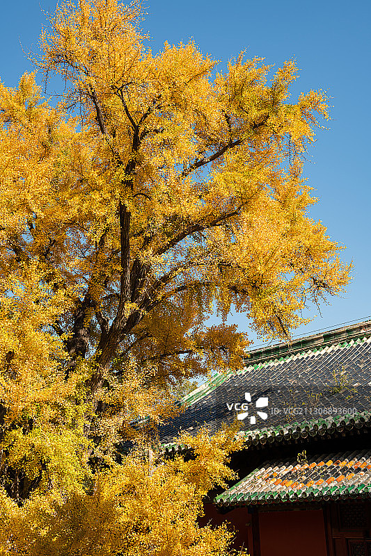 秋季北京大觉寺内的金黄色银杏叶图片素材