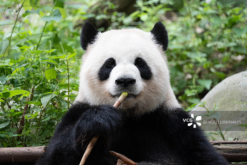 大熊猫吃竹子图片素材