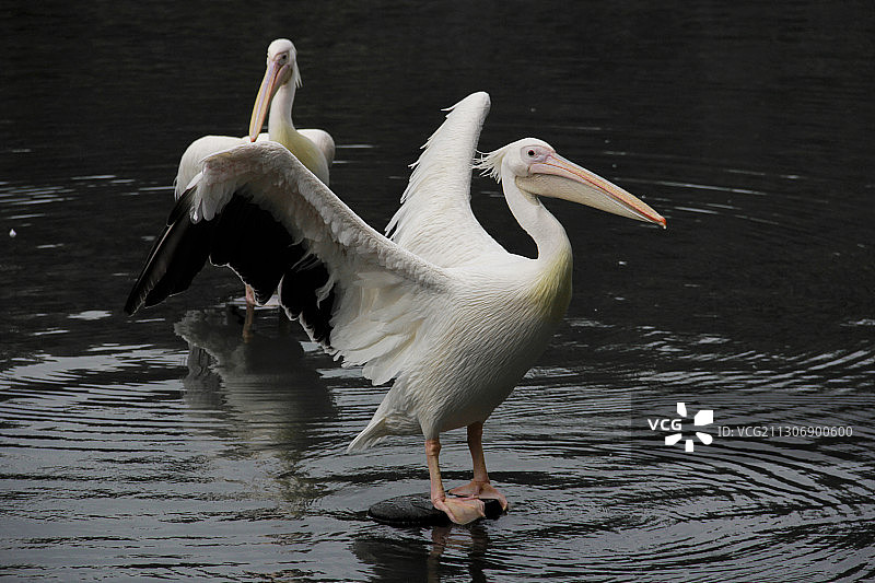 广州动物园观鹭湖图片素材