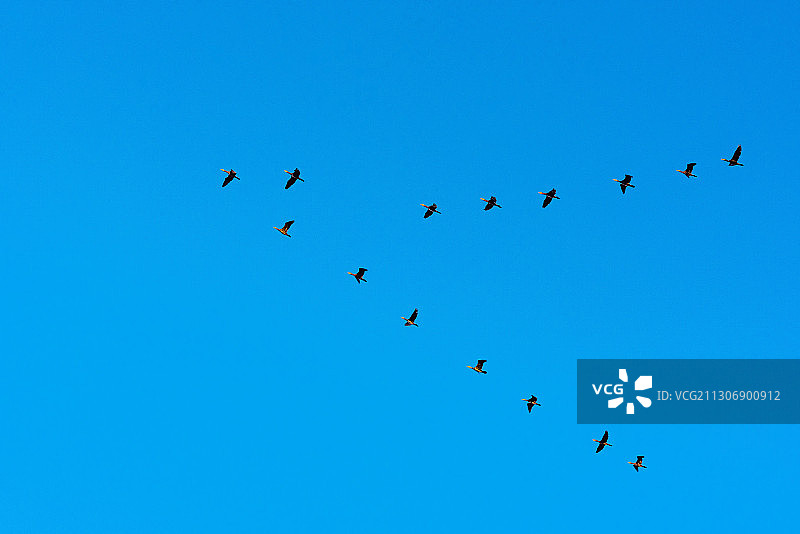 雁南飞图片素材