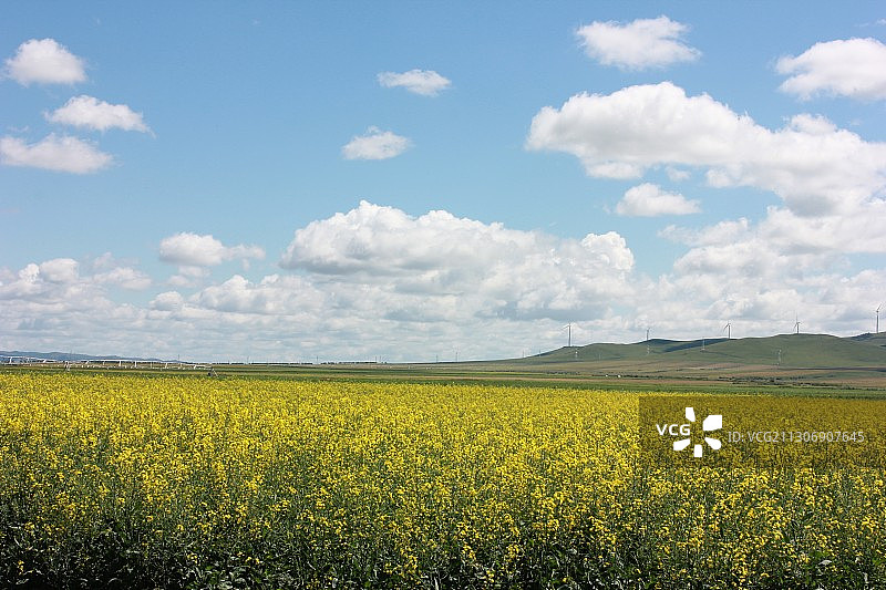 油菜花田图片素材