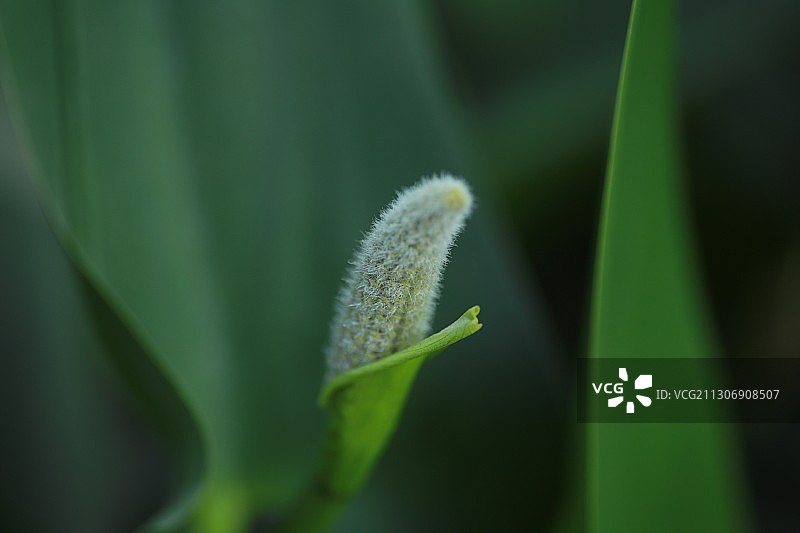 梭鱼草图片素材