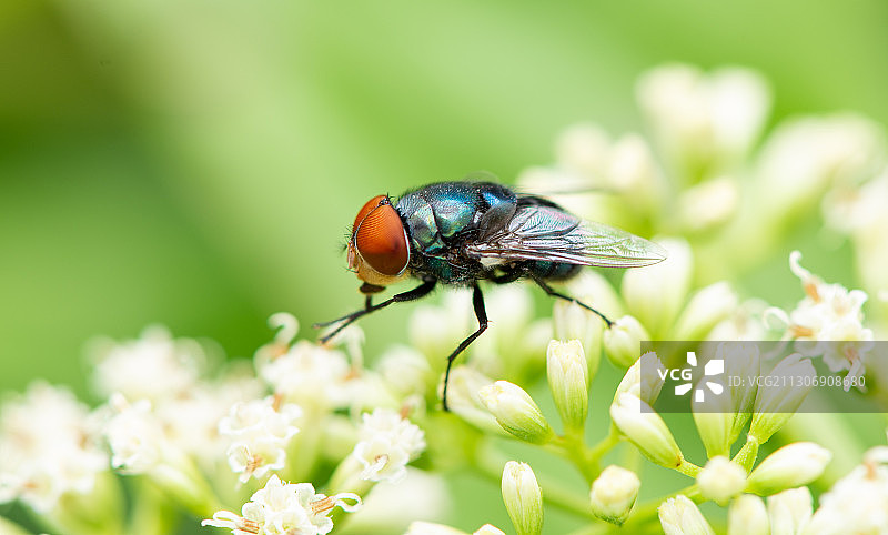 搓手的苍蝇图片素材