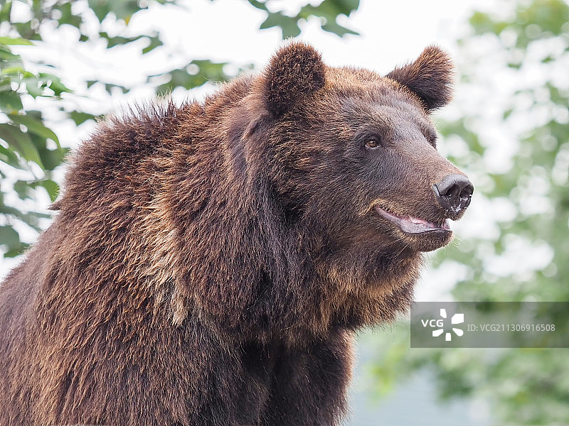 安吉中南百草园棕熊图片素材