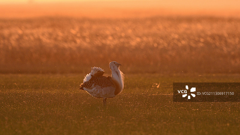 夕阳下的大鸨图片素材