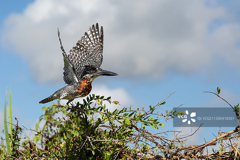 大翠鸟从灌木丛中起飞，展开翅膀图片素材