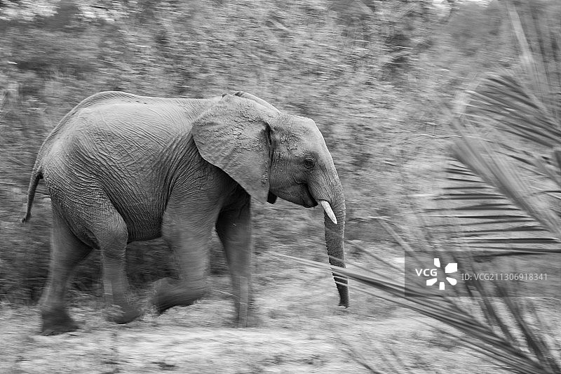 一头非洲象在行走，黑白图像，有动态模糊图片素材