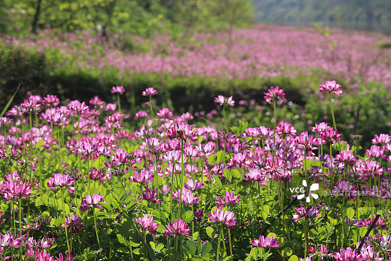 紫云英花开了图片素材