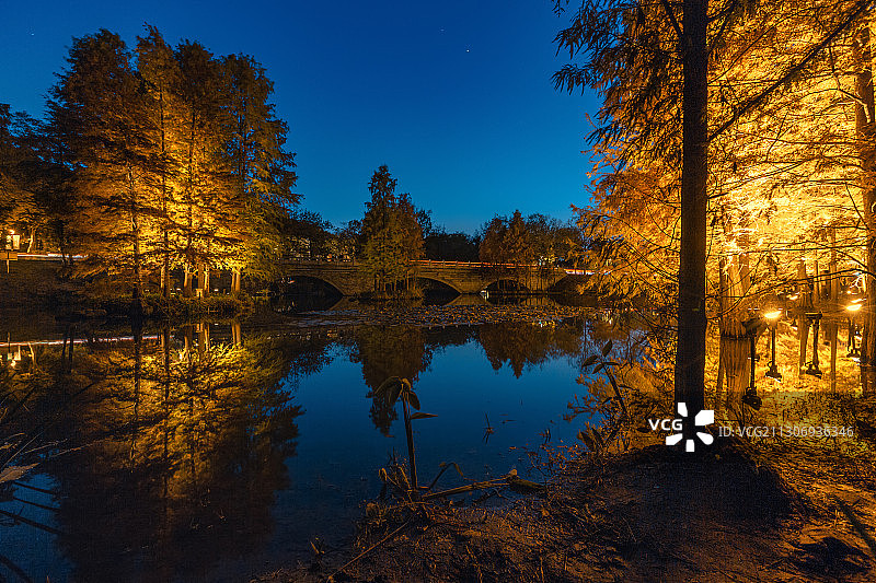 夜色+燕雀湖水杉林（南京）图片素材