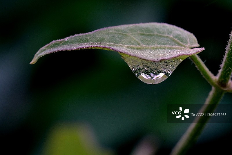 叶与水珠图片素材