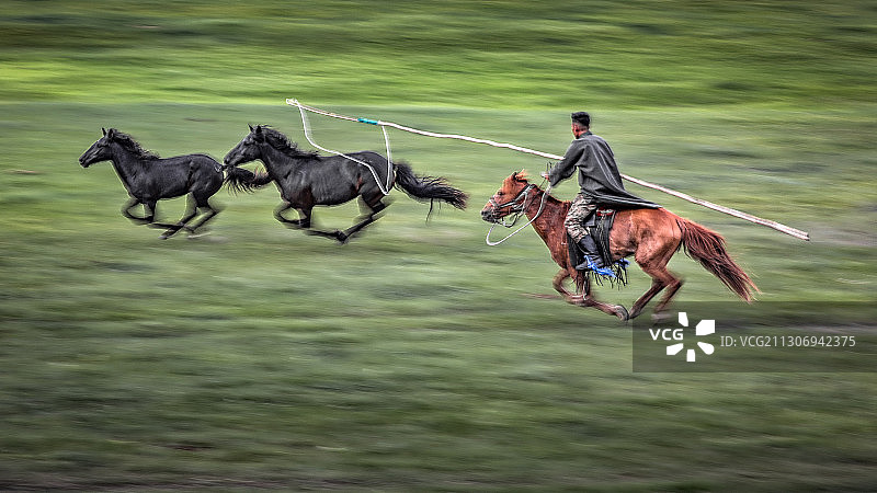 草原套马图片素材
