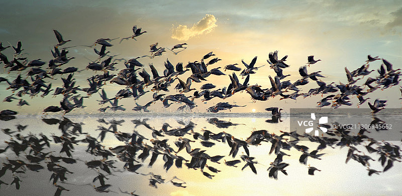 镜湖惊鸿……一群大雁在夕阳下飞翔图片素材