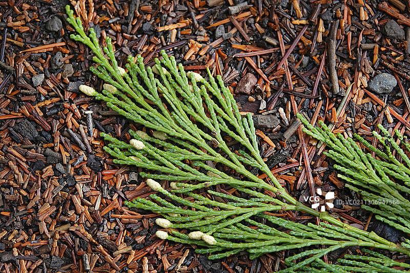 香柏树上的花粉荚图片素材