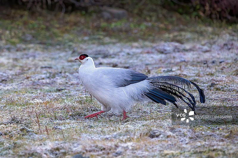 高原白马鸡！图片素材