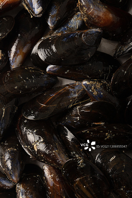 新鲜爱尔兰贻贝图片素材