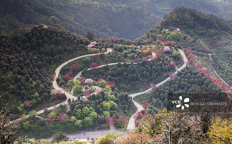春季的花山-珙县龙茶花海图片素材