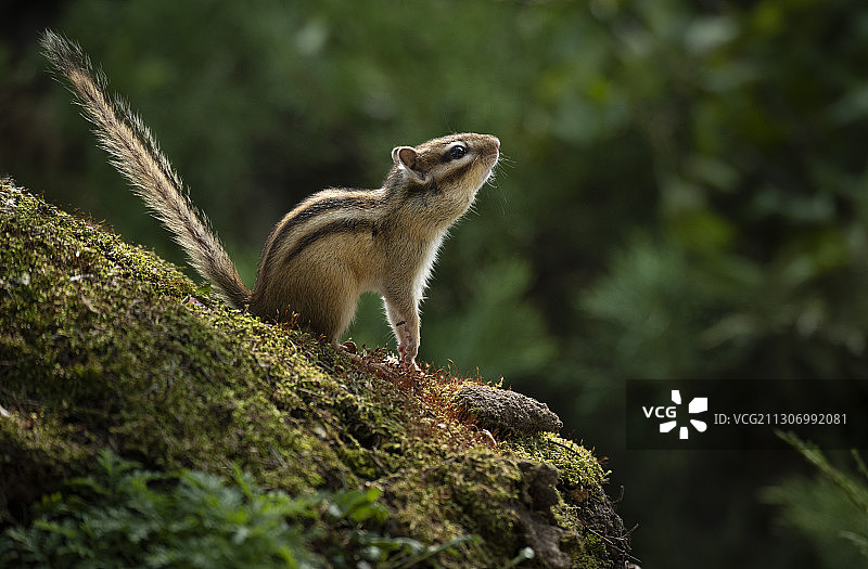 花栗鼠图片素材