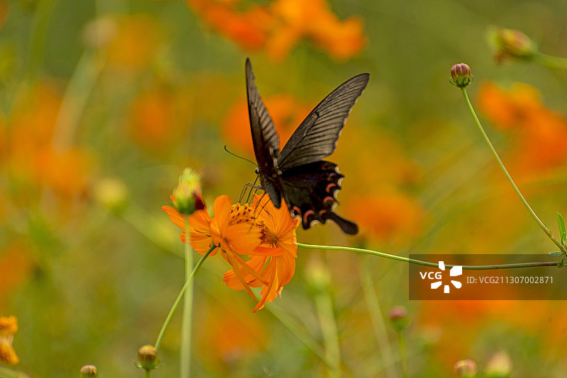 碧凤蝶（2）图片素材