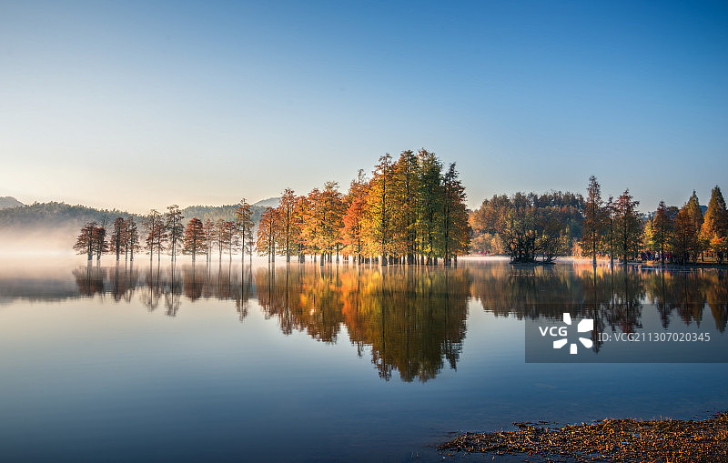 奇墅湖红杉林图片素材