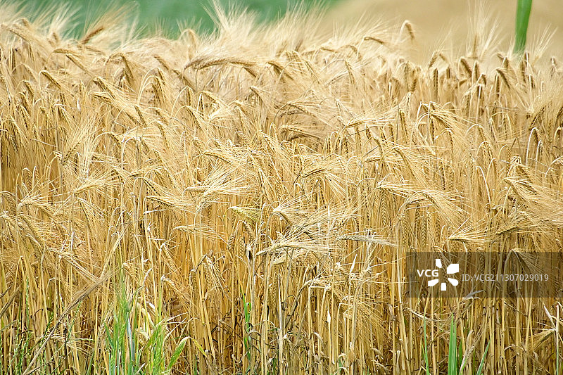 麦田特写图片素材
