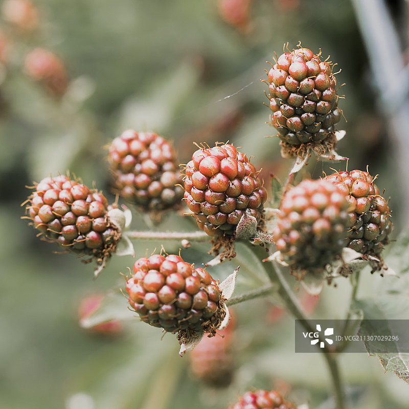 美国绍维岛树上生长的浆果特写图片素材