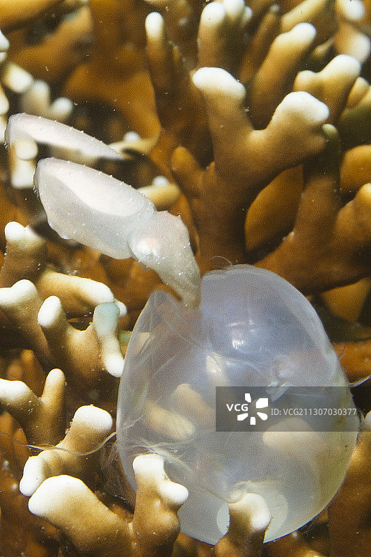 刚从卵中孵出的火焰乌贼图片素材