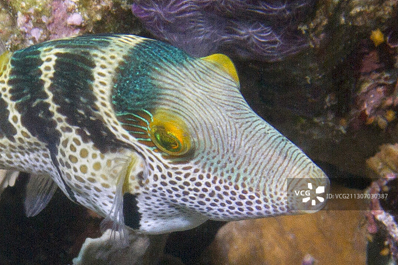 黑鞍Toby鱼近距离图片素材