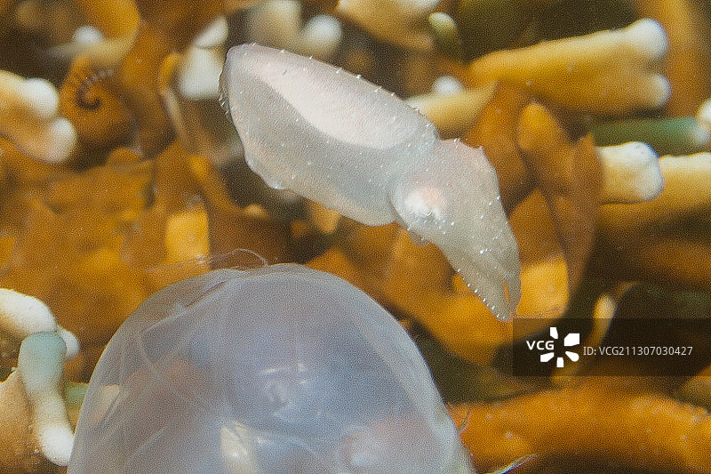 刚孵化的火焰乌贼和卵图片素材