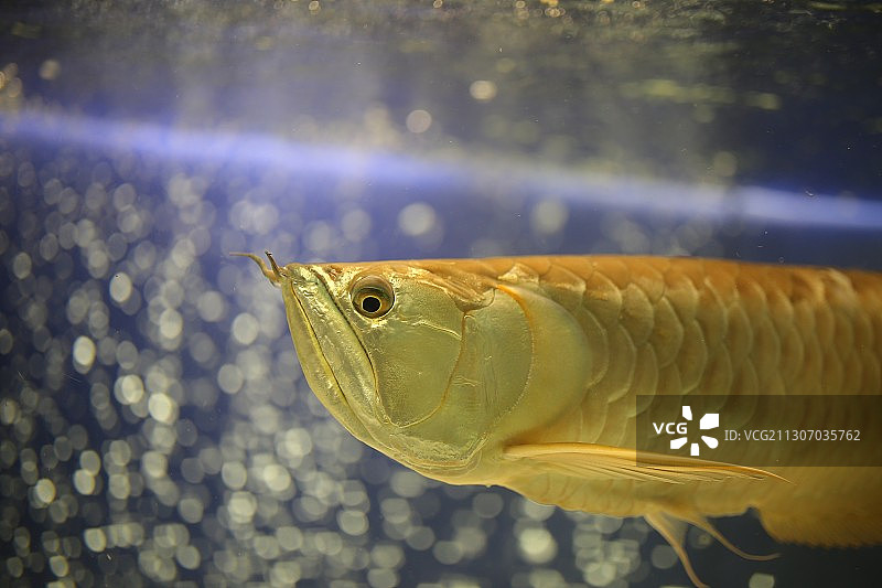 水箱中游动的鱼的特写镜头图片素材