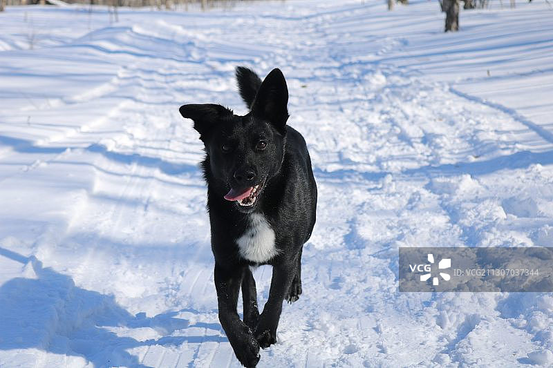 小狗在俄罗斯堪察加半岛雪地上奔跑的画像图片素材