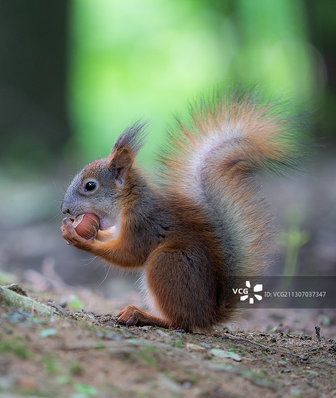 野外松鼠的特写图片素材