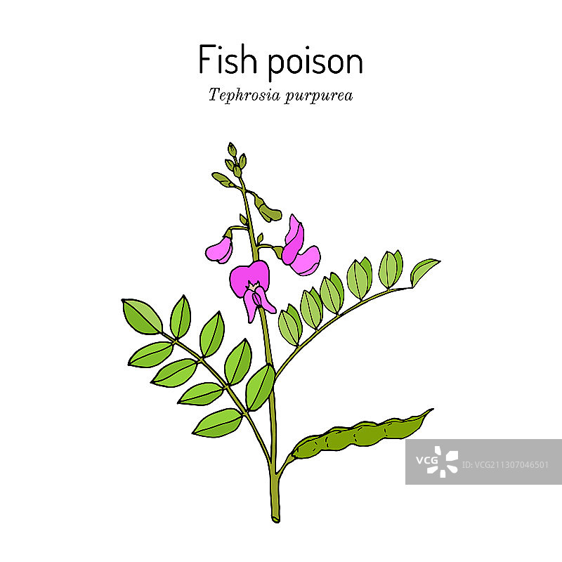 鱼藤紫花药用植物图片素材